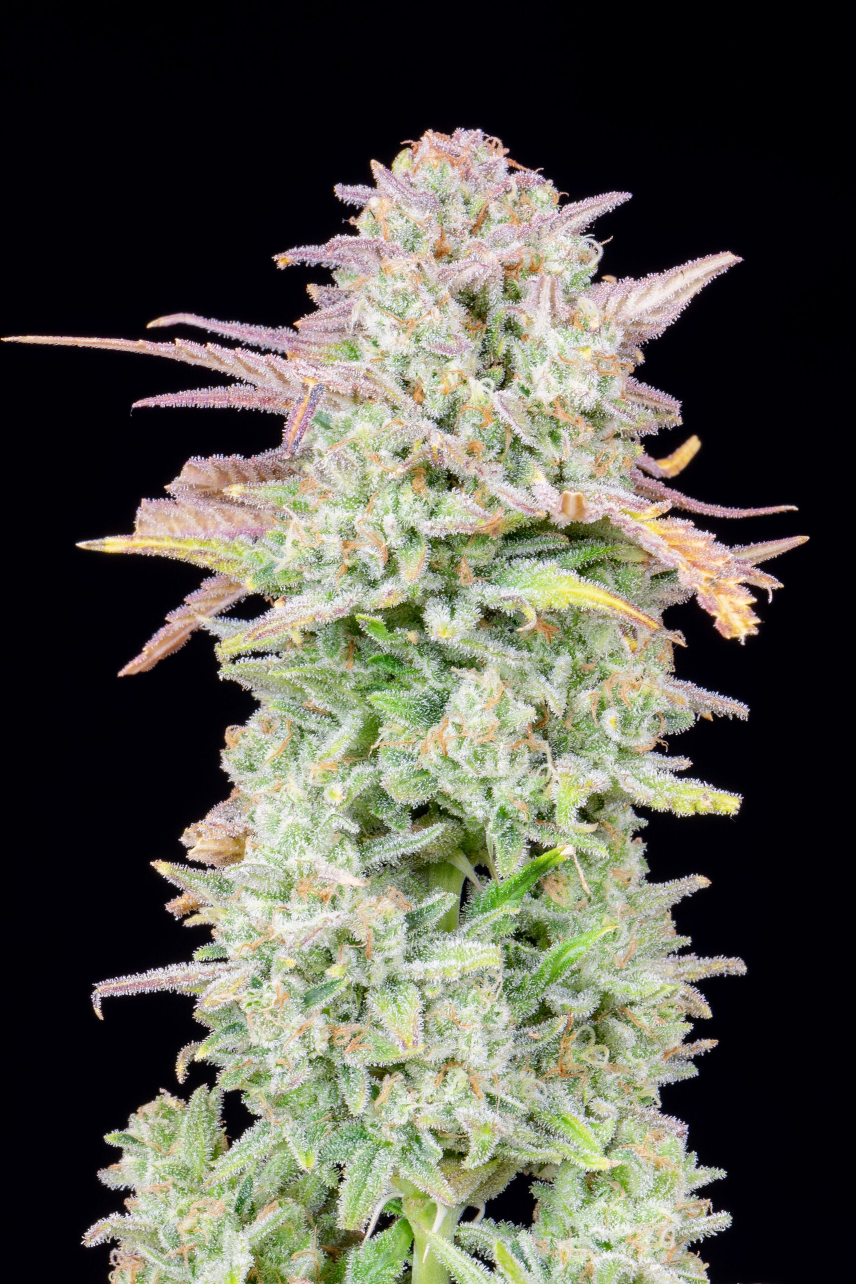 Trainwreck Auto 3 Feminized Autoflower Seeds - Image 9