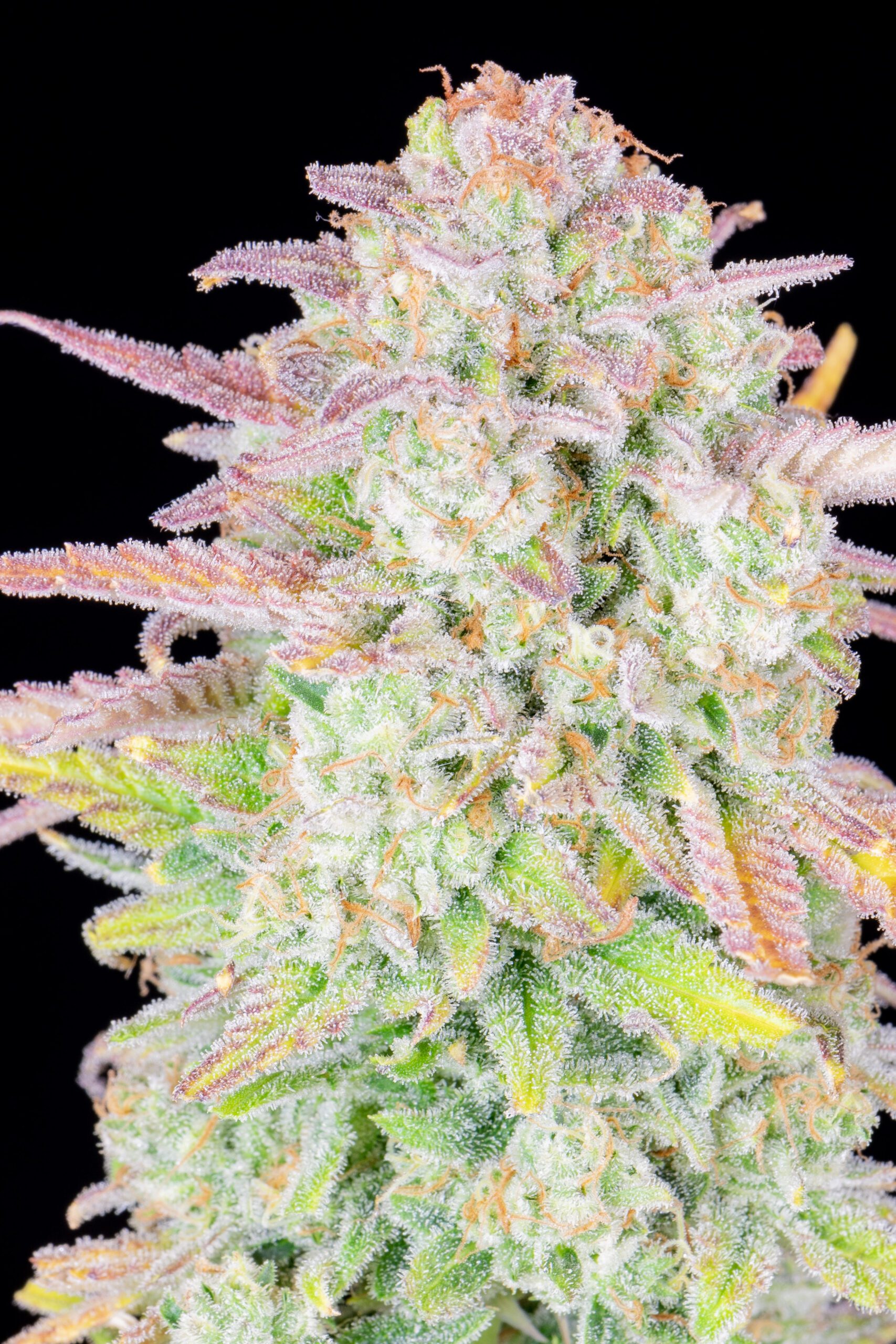 Trainwreck Auto 3 Feminized Autoflower Seeds - Image 2
