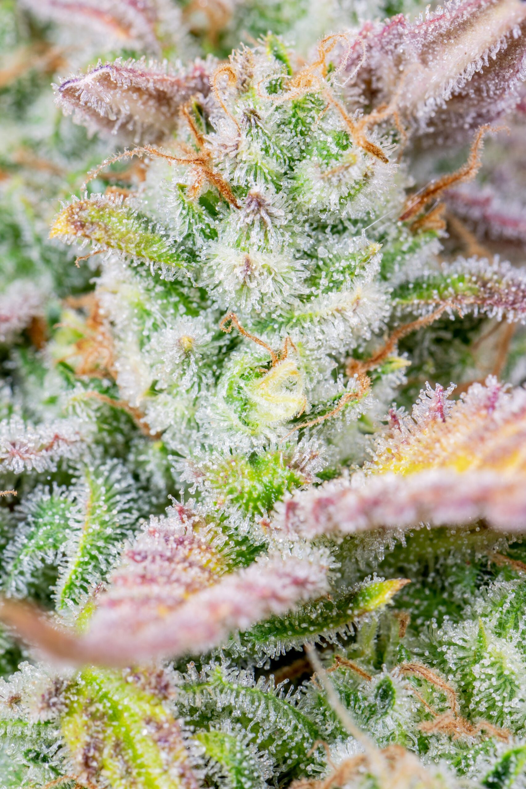 Trainwreck Auto 3 Feminized Autoflower Seeds - Image 4