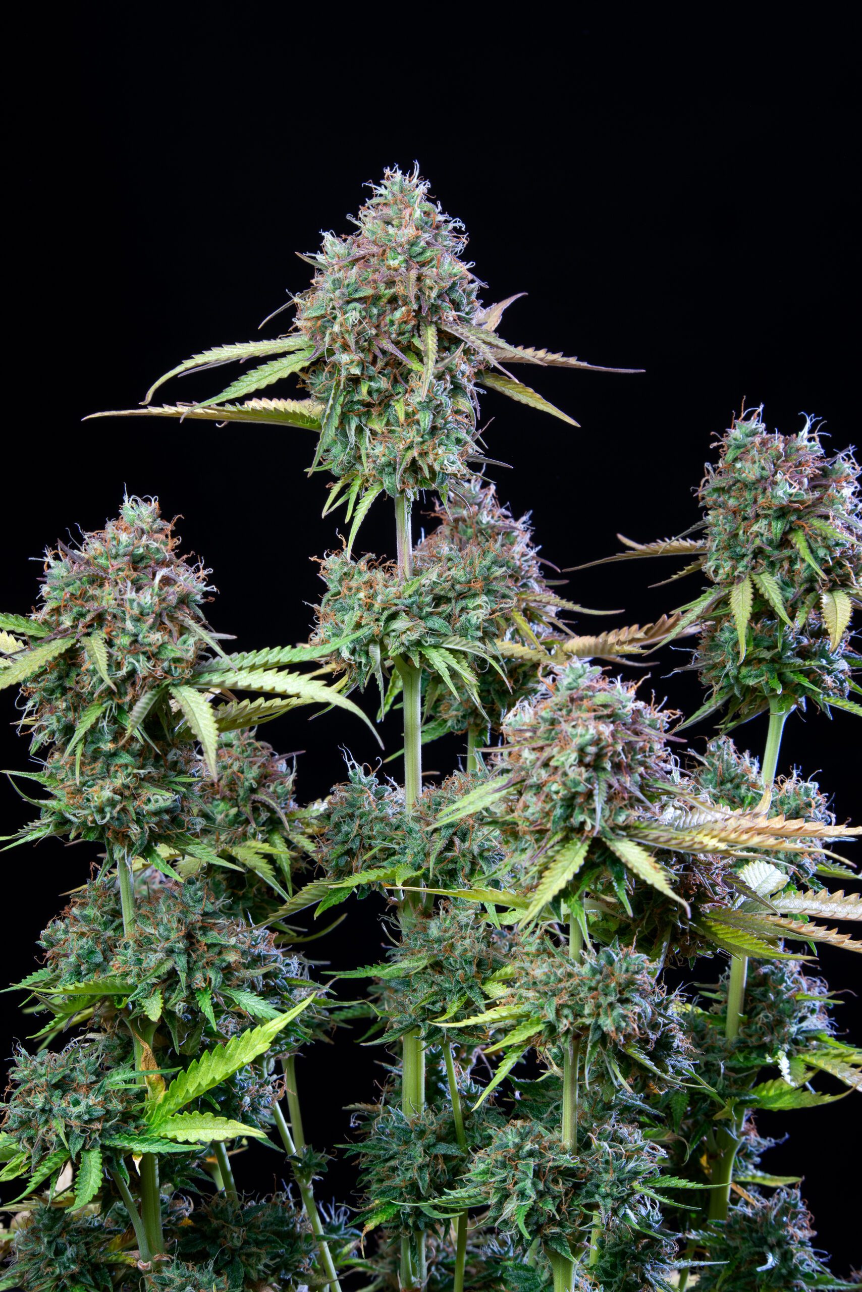 Trainwreck Auto 3 Feminized Autoflower Seeds - Image 5