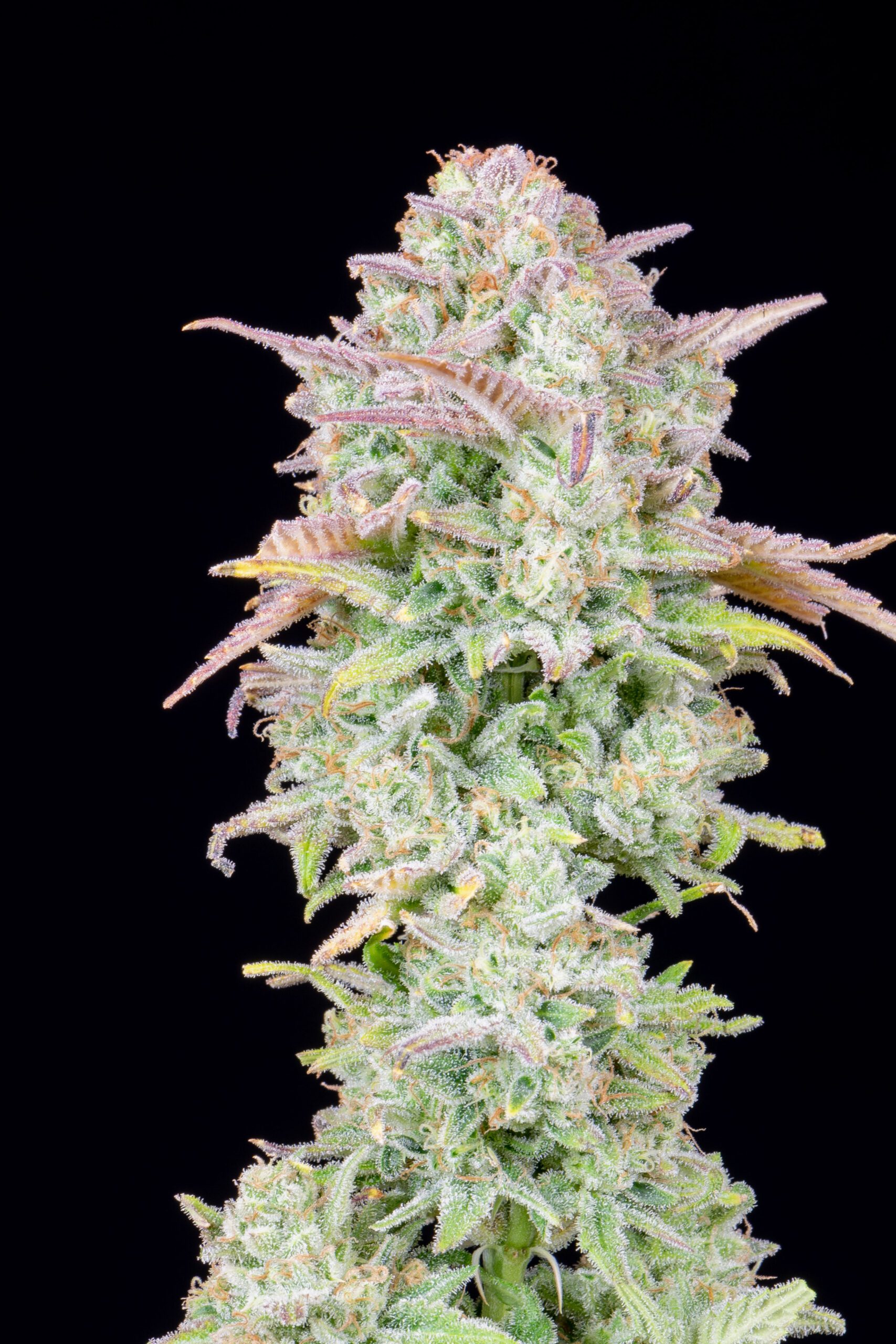 Trainwreck Auto 3 Feminized Autoflower Seeds - Image 6