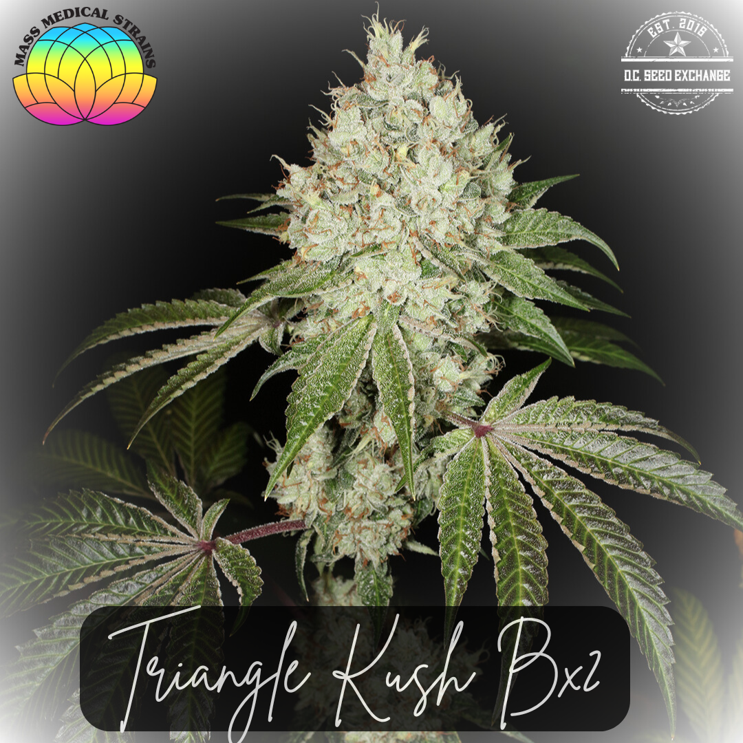 Triangle Kush Bx2 13 Regular Seeds