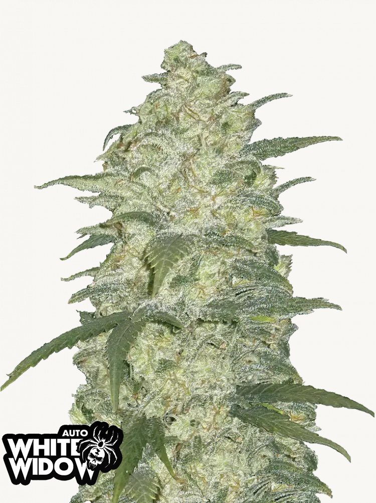 White Widow Auto 3 Feminized Autoflower Seeds
