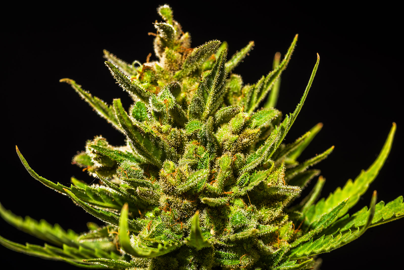 White Widow Auto 3 Feminized Autoflower Seeds - Image 7