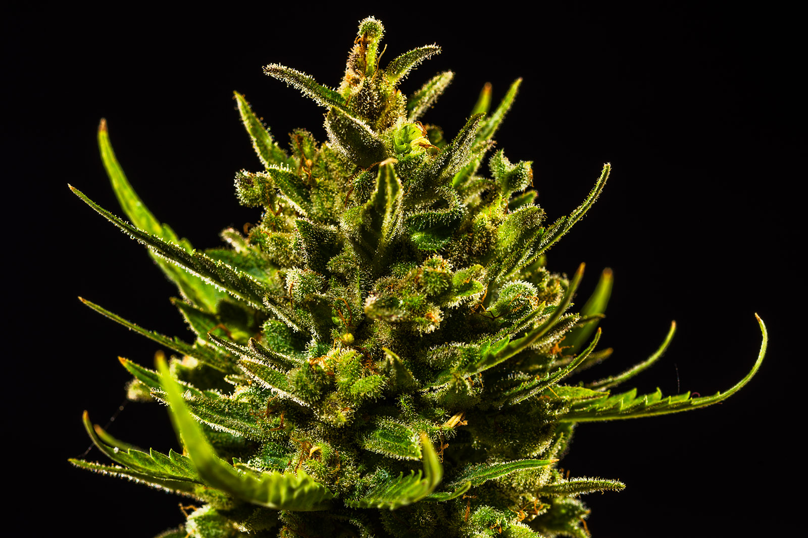 White Widow Auto 3 Feminized Autoflower Seeds - Image 13