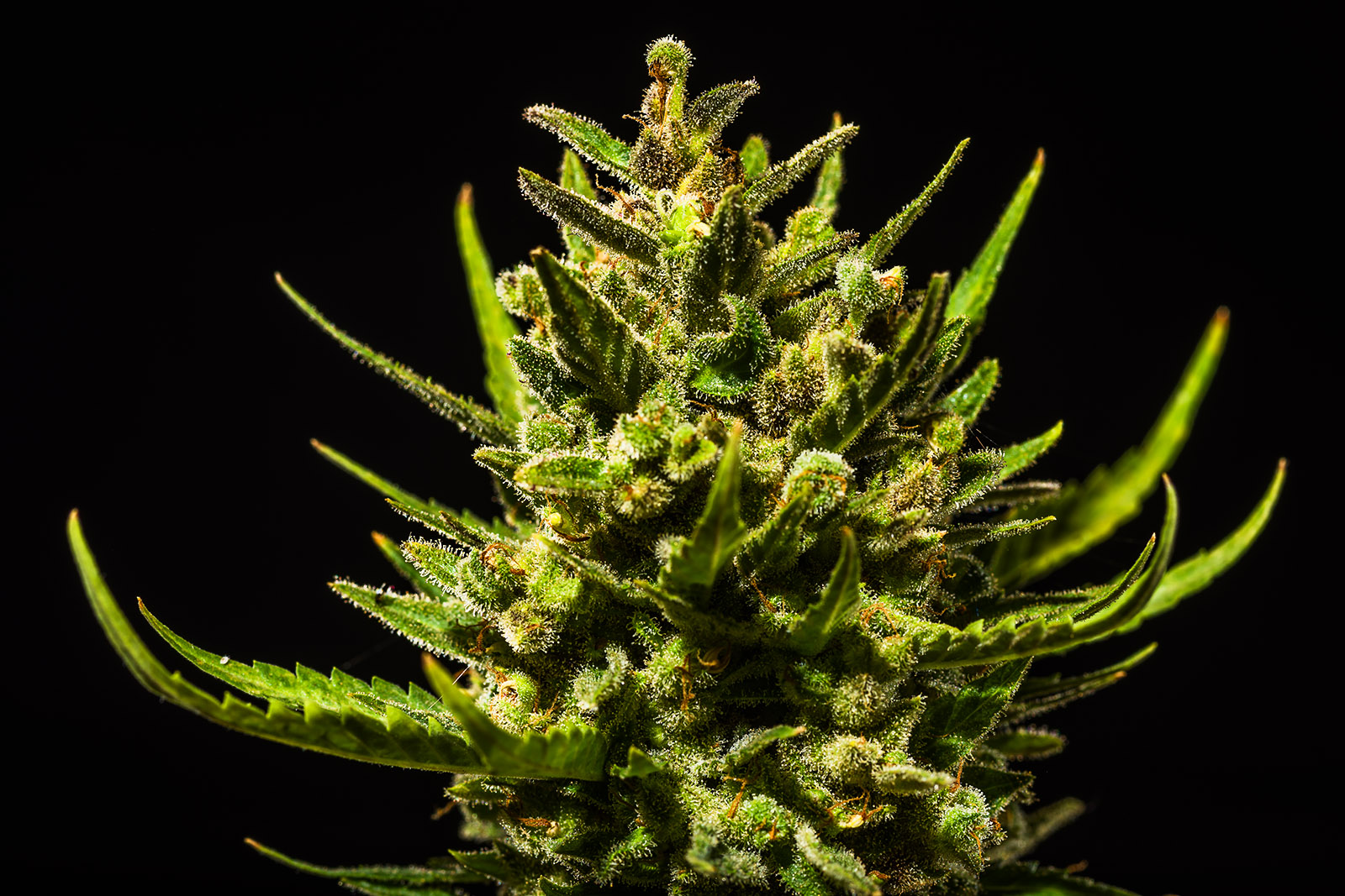 White Widow Auto 3 Feminized Autoflower Seeds - Image 5