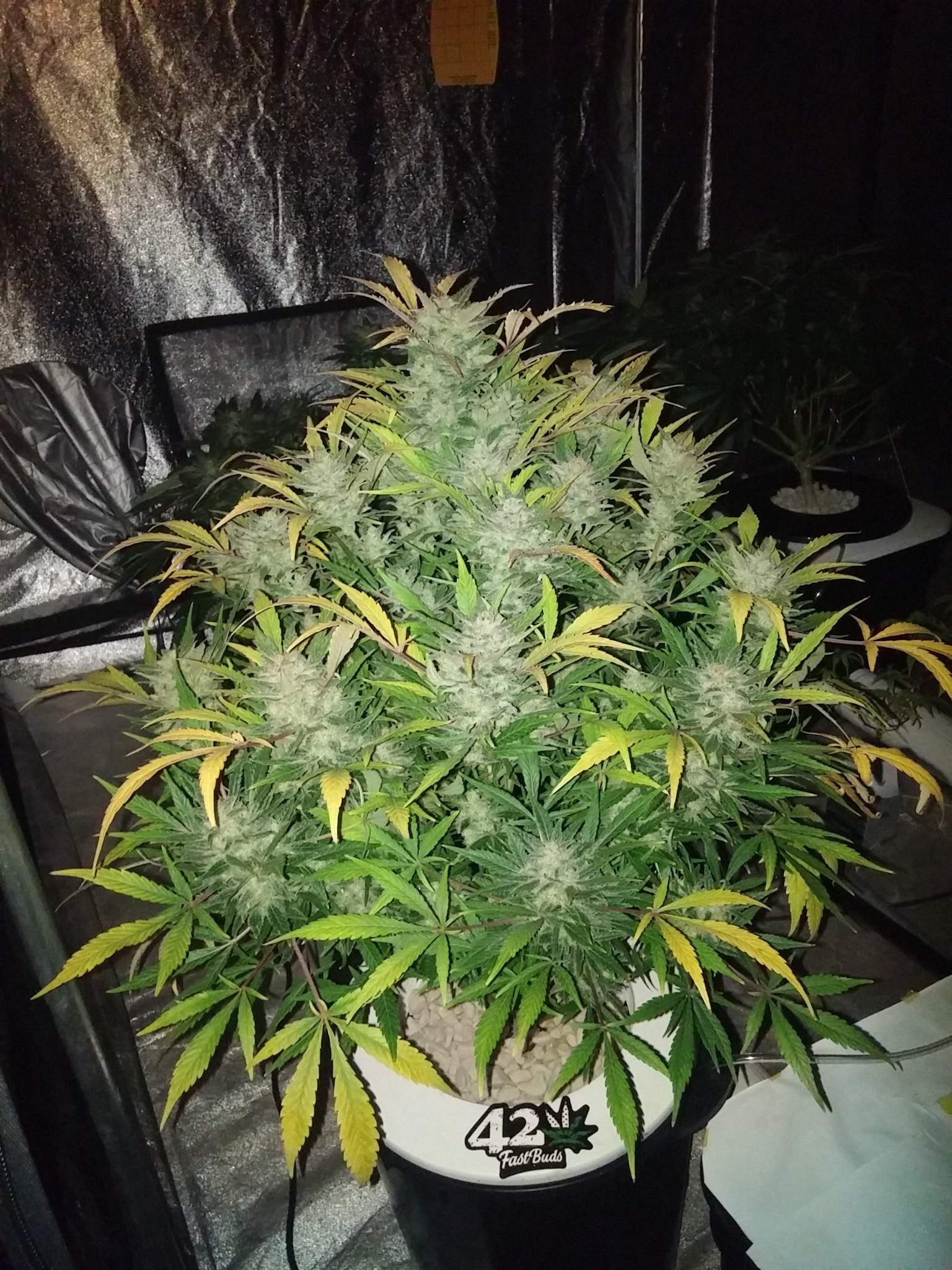 White Widow Auto 3 Feminized Autoflower Seeds - Image 12