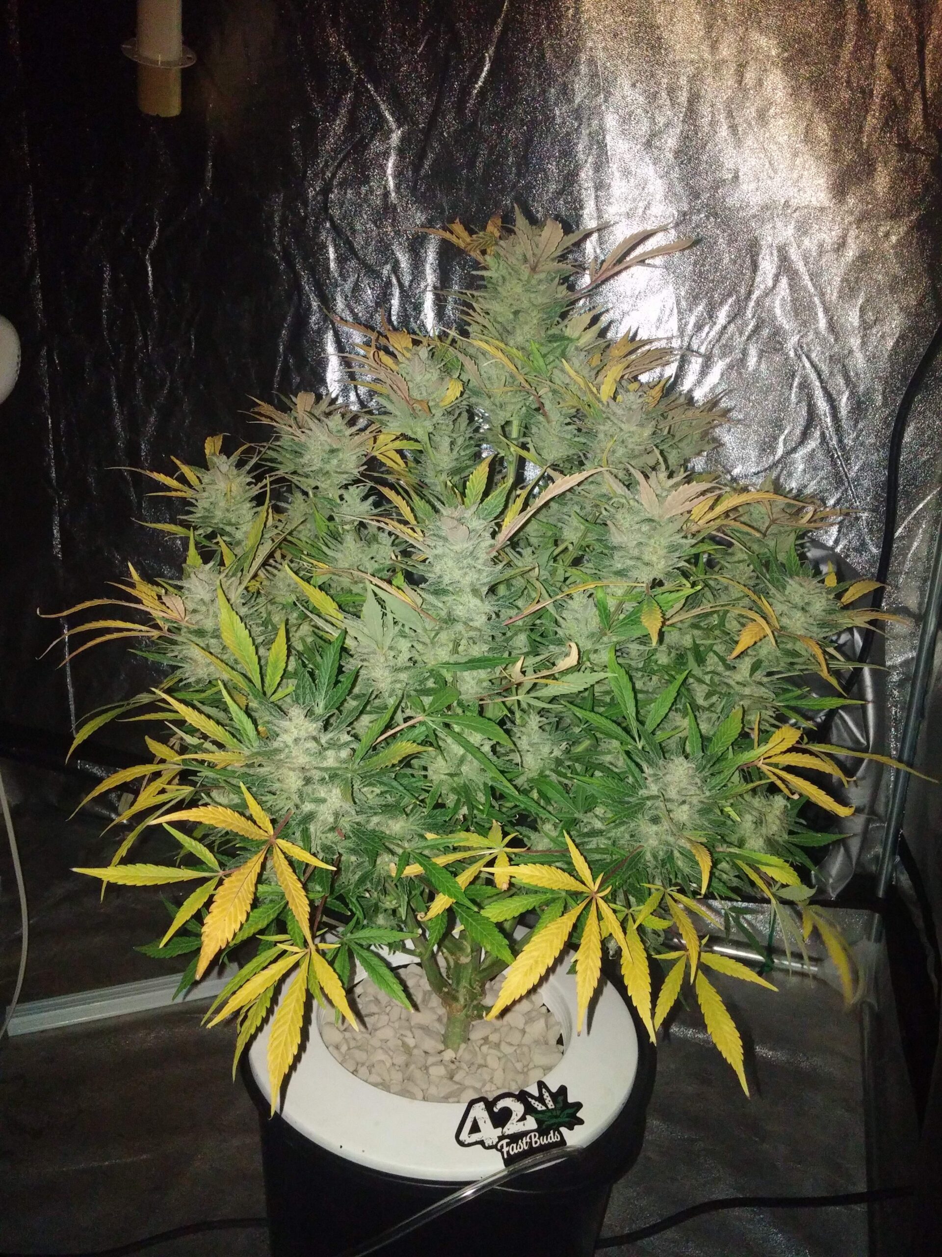 White Widow Auto 3 Feminized Autoflower Seeds - Image 11