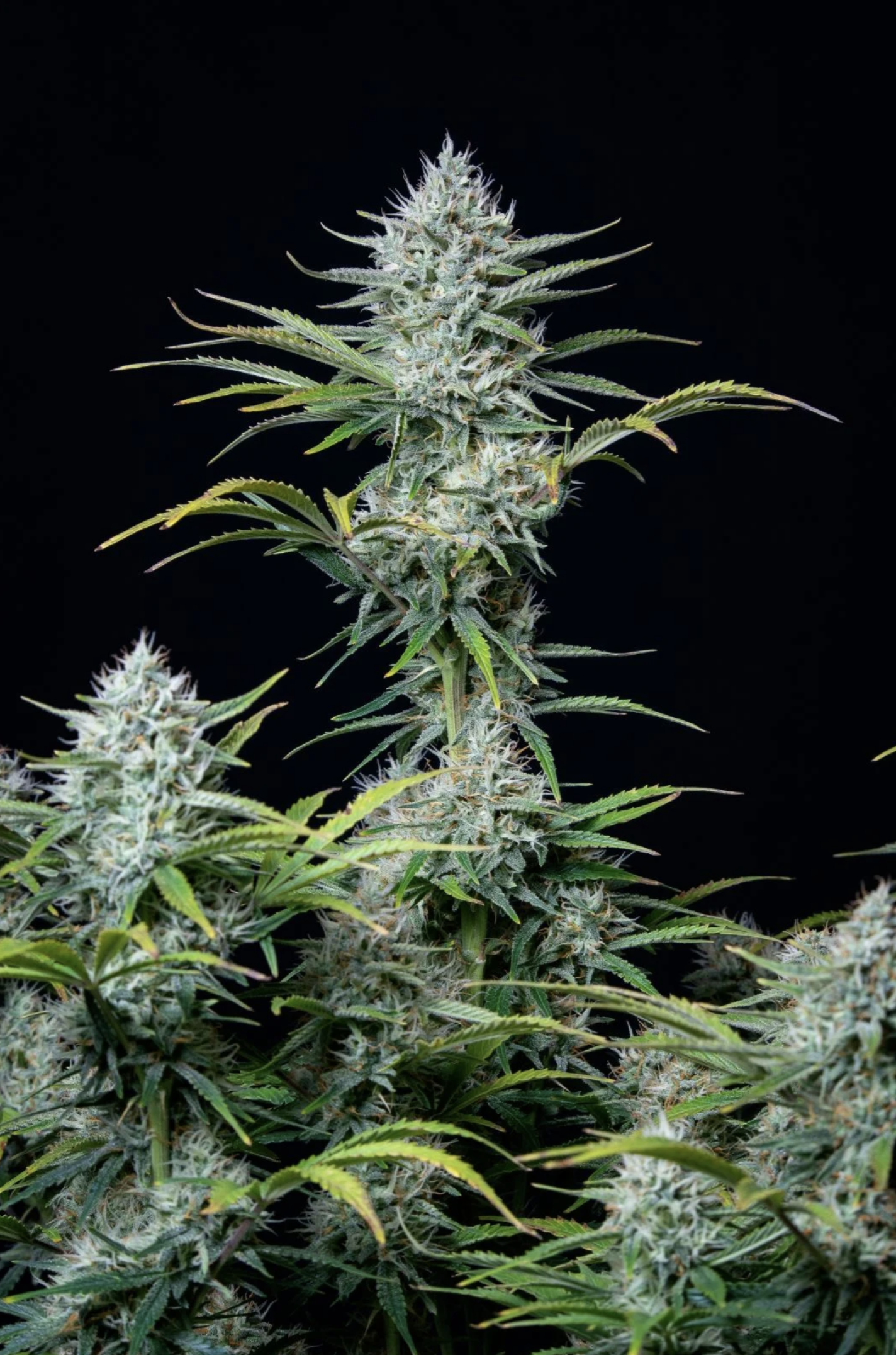 White Widow Auto 3 Feminized Autoflower Seeds - Image 3