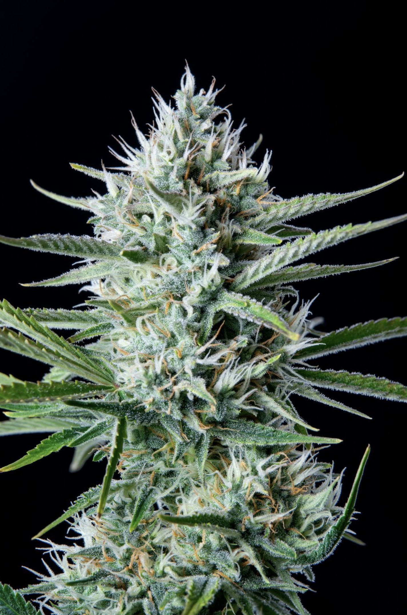 White Widow Auto 3 Feminized Autoflower Seeds - Image 10
