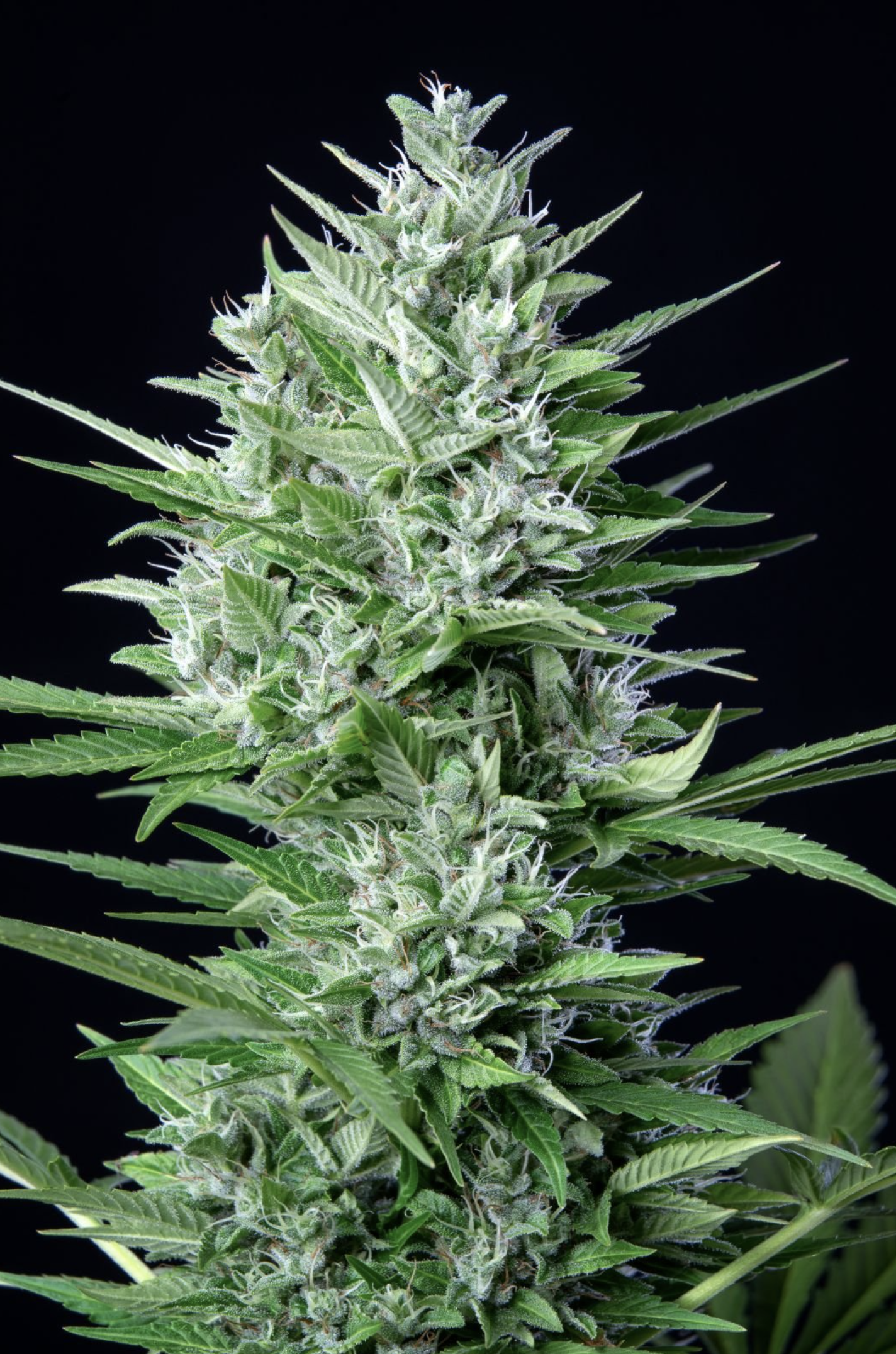 White Widow Auto 3 Feminized Autoflower Seeds - Image 8