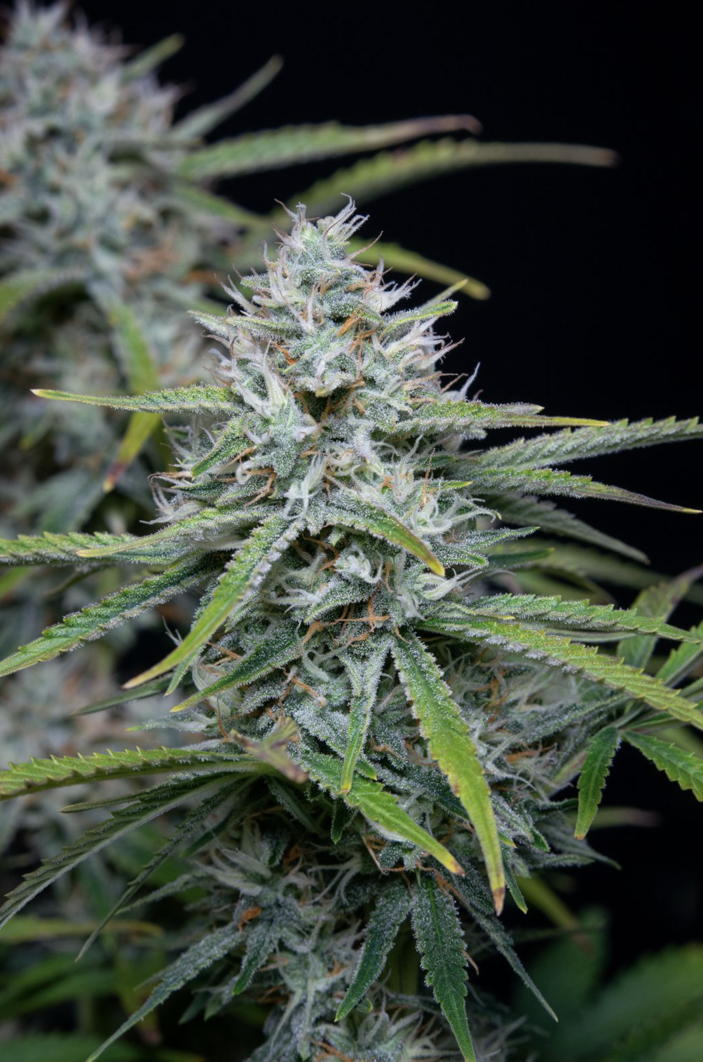 White Widow Auto 3 Feminized Autoflower Seeds - Image 6
