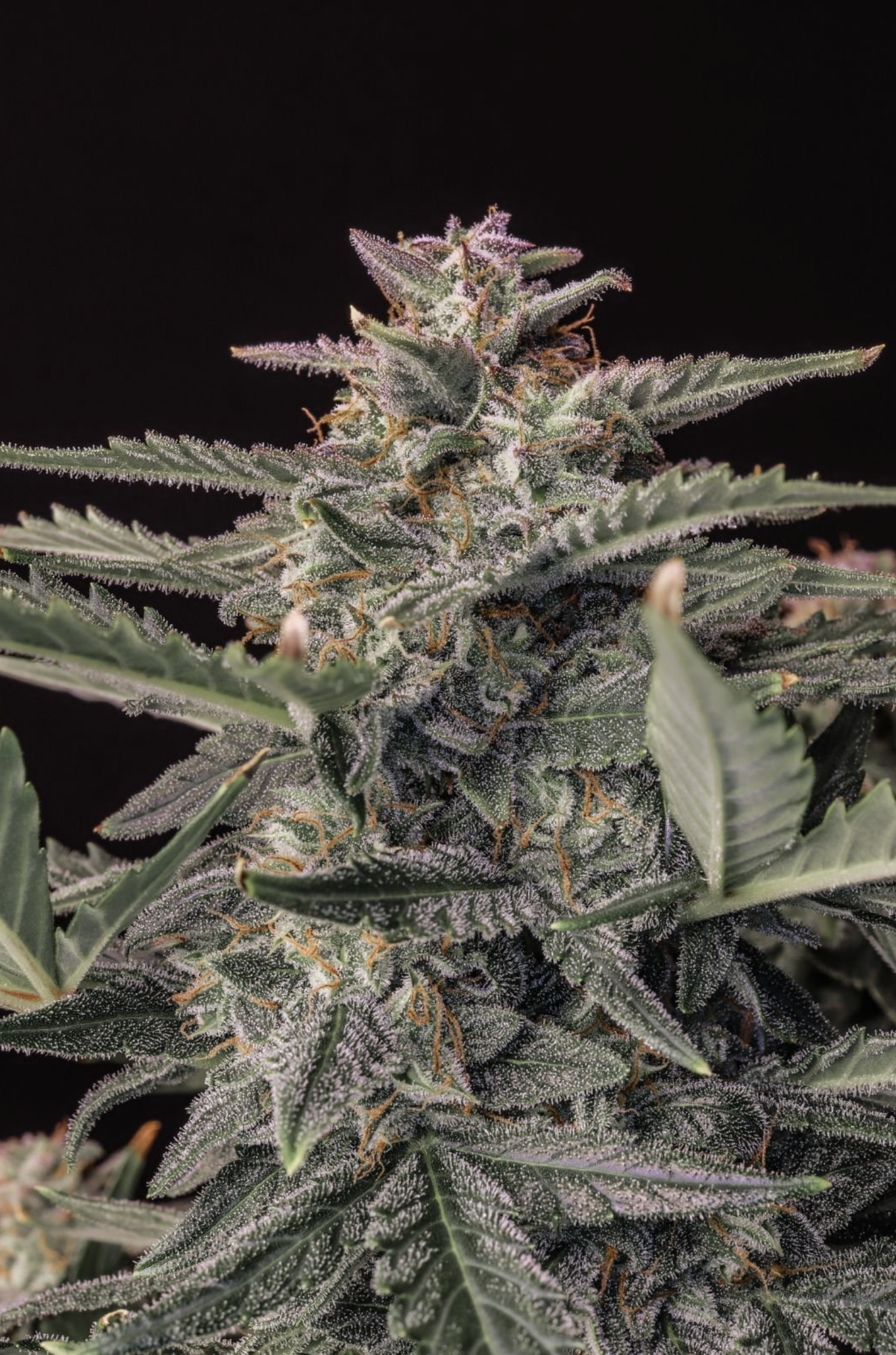 White Widow Auto 3 Feminized Autoflower Seeds - Image 4