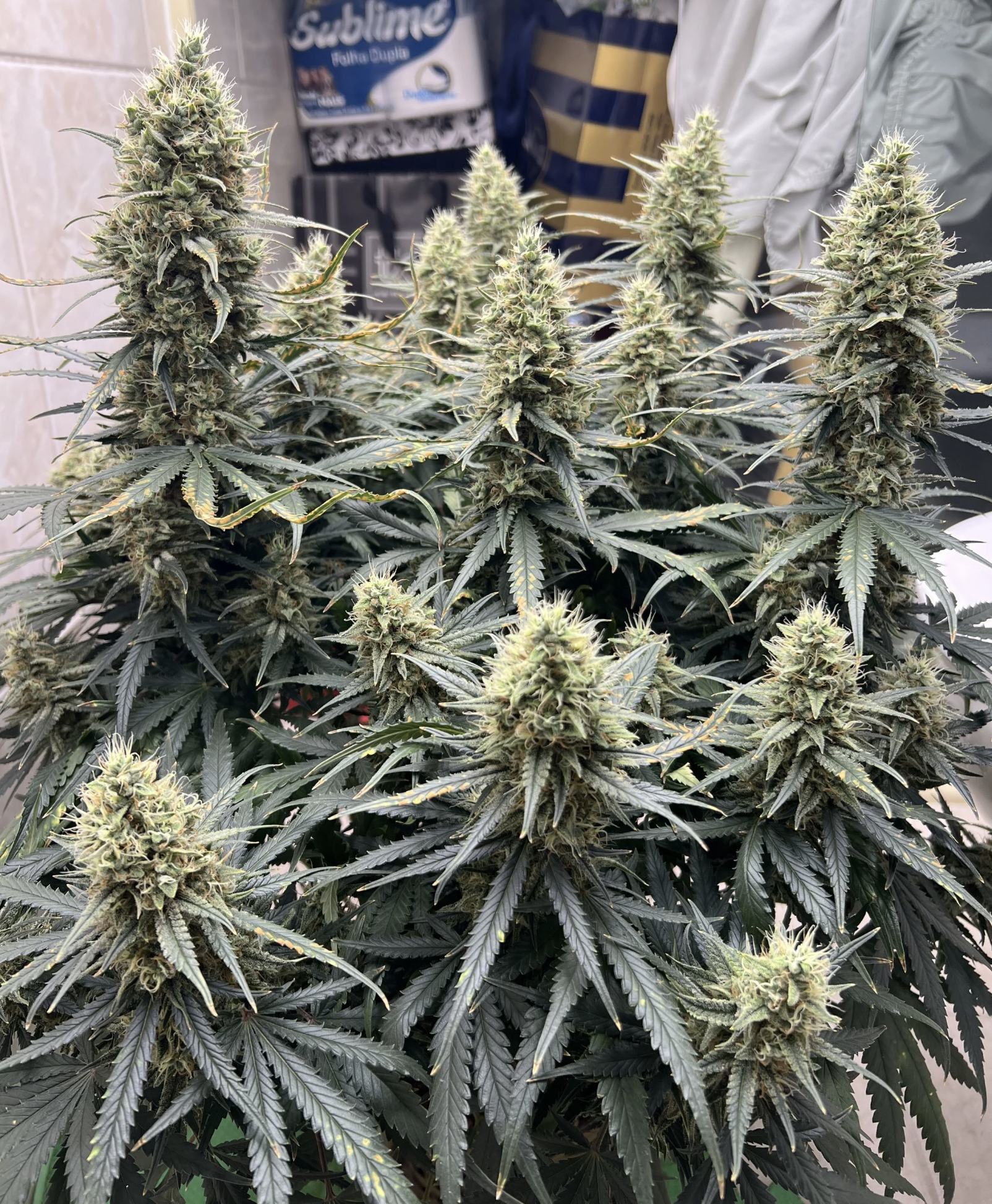 White Widow Auto 3 Feminized Autoflower Seeds - Image 2