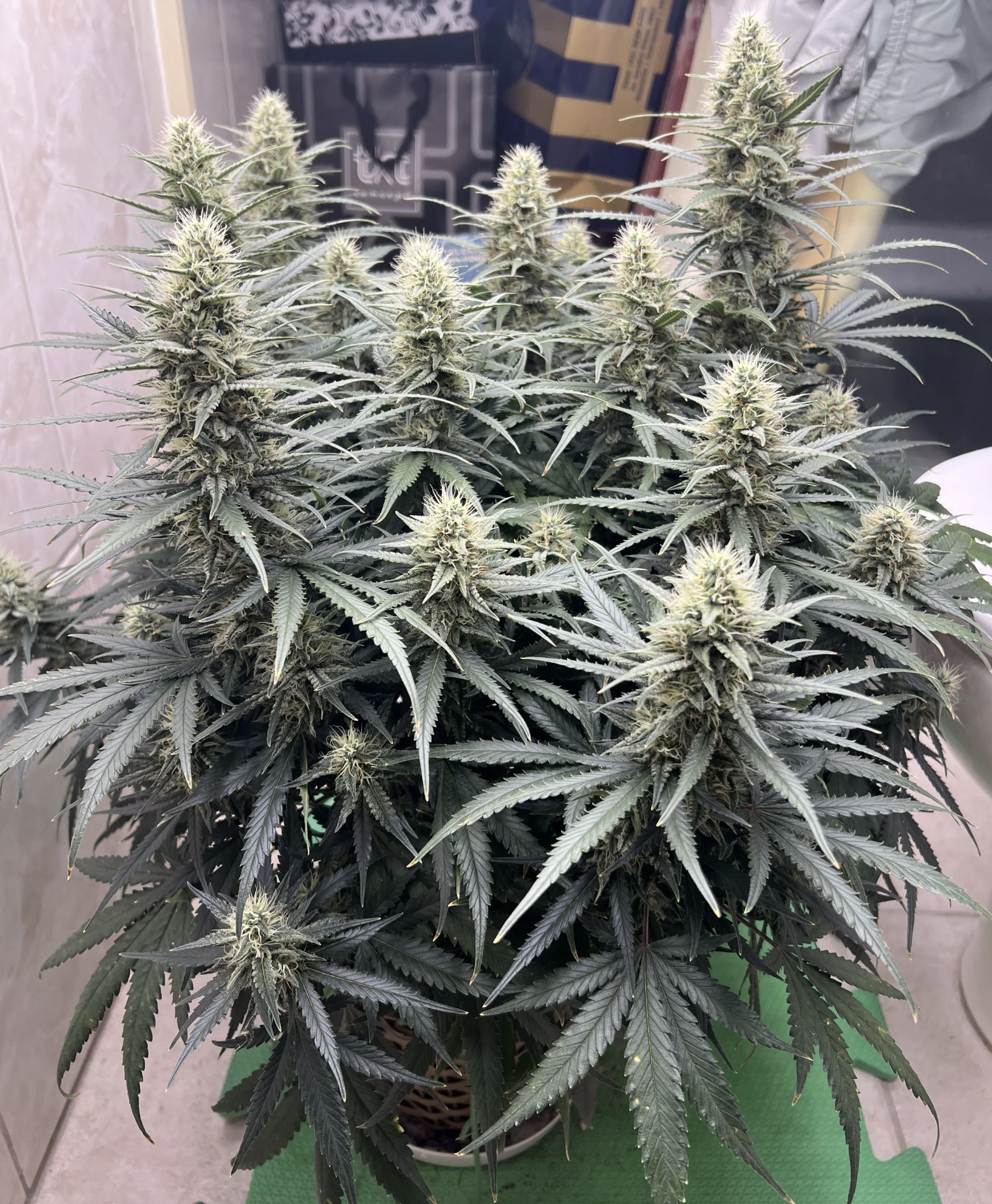 White Widow Auto 3 Feminized Autoflower Seeds - Image 9