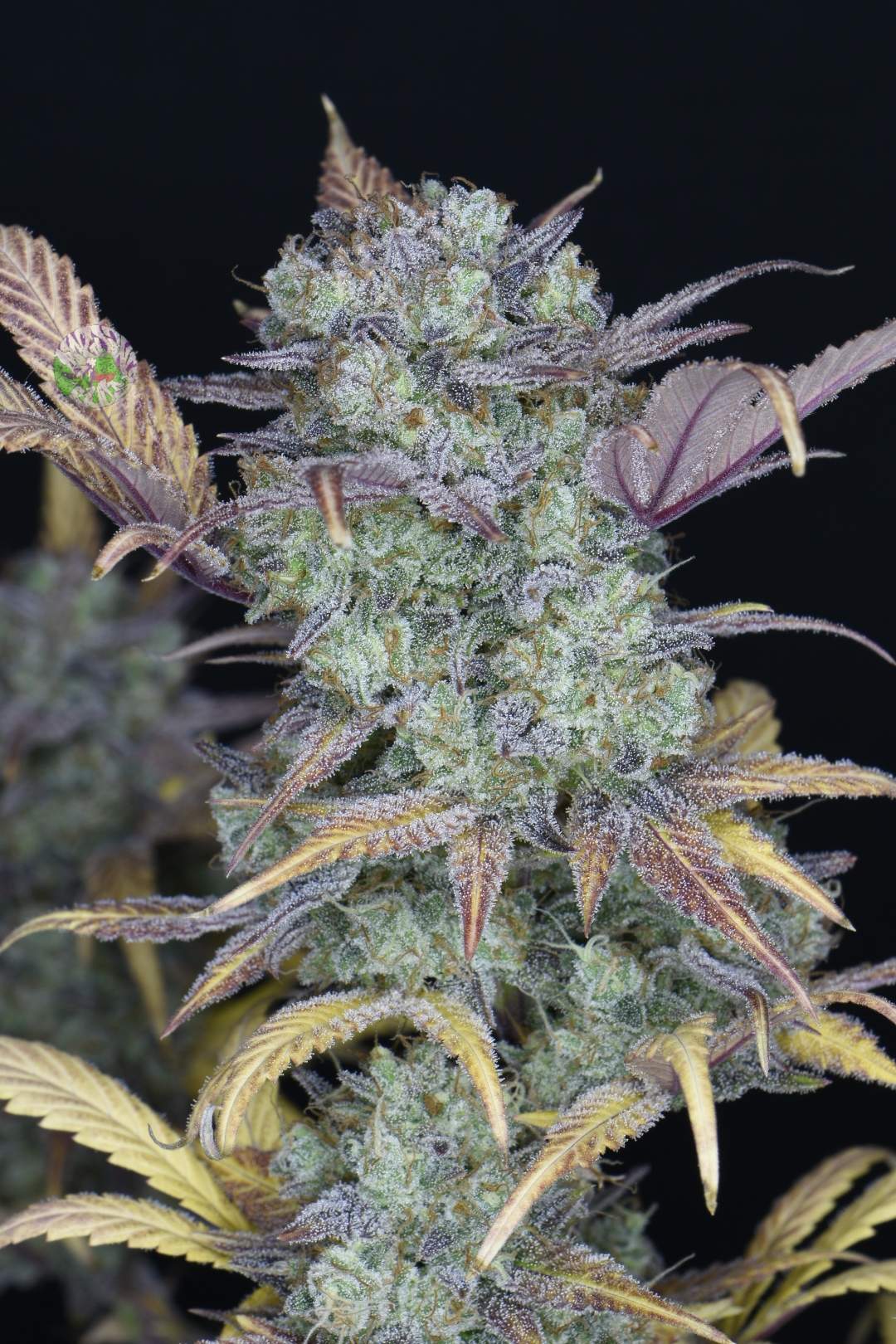 Gelato Auto 3 Feminized Autoflower Seeds - Image 11