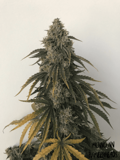Beary White Auto 3 Feminized Autoflower Seeds