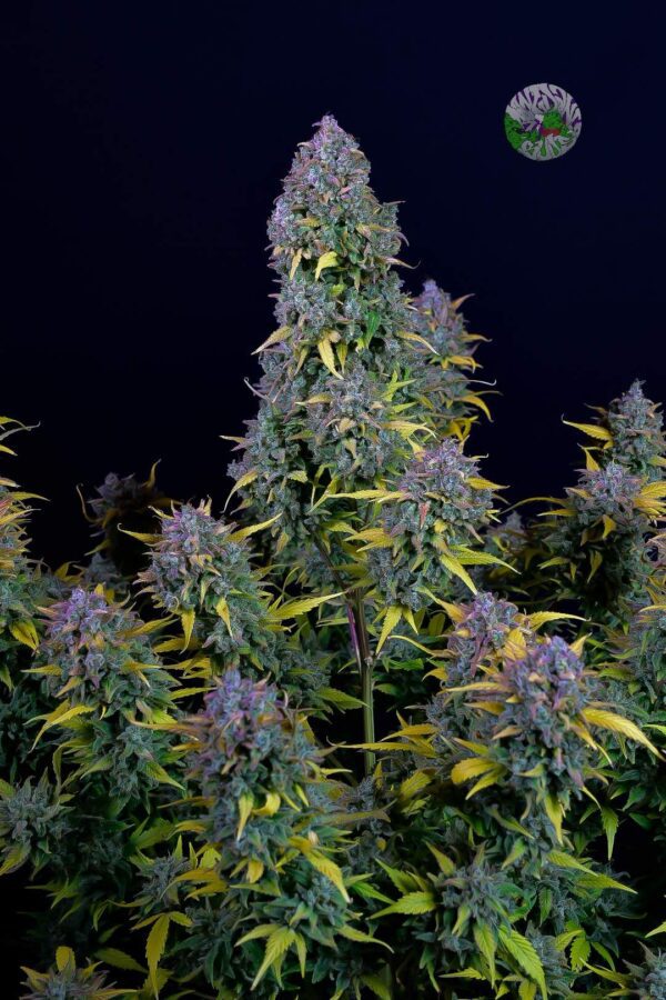 Gelato Auto 3 Feminized Autoflower Seeds - Image 9