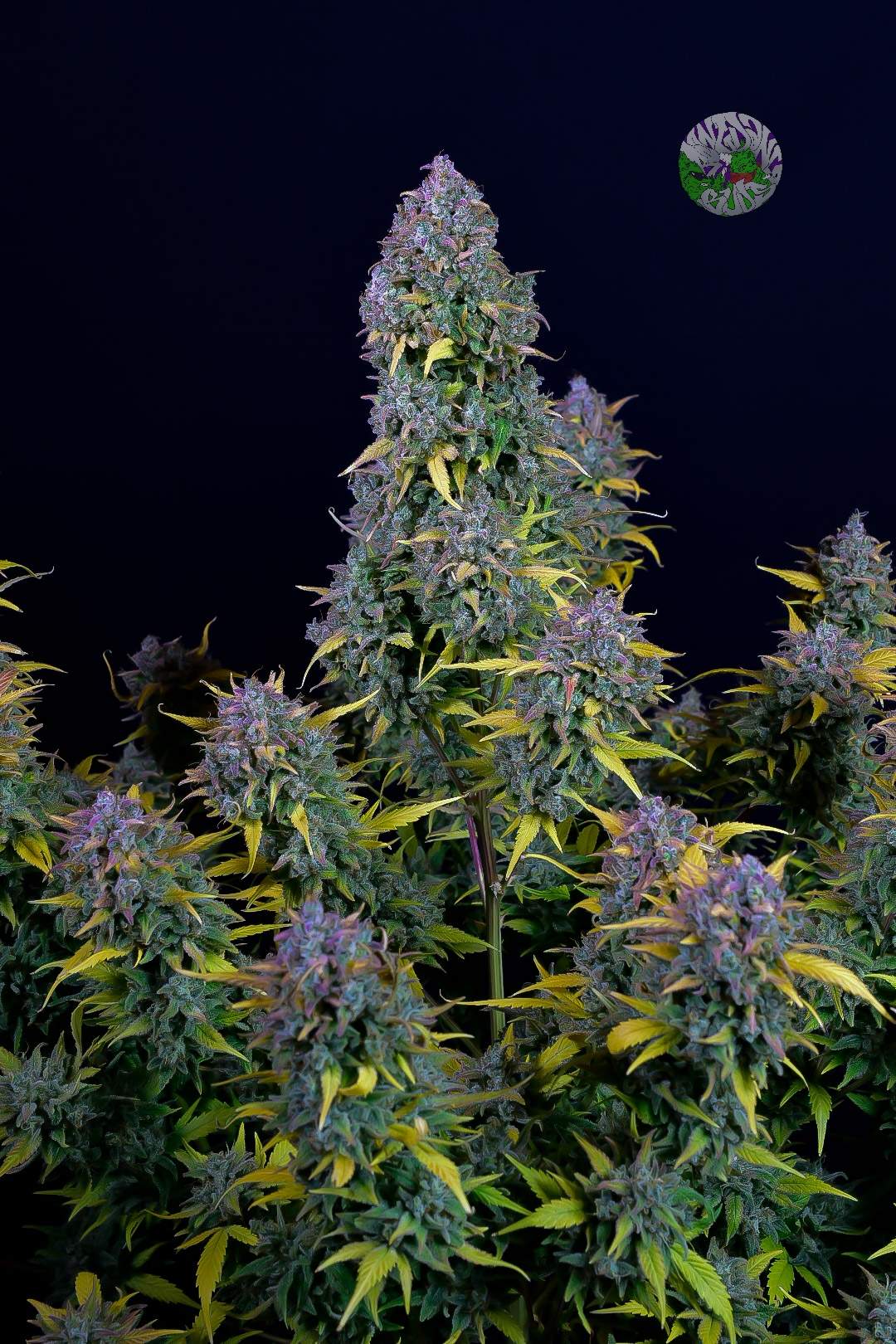 Gelato Auto 3 Feminized Autoflower Seeds - Image 9