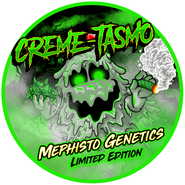 Creme-Tasmo F3 Auto 3 Feminized Autoflower Seeds - Image 2
