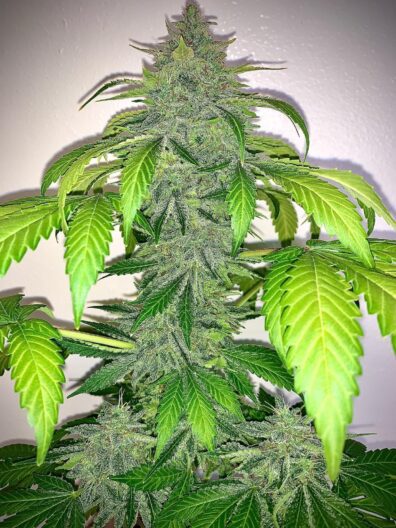 Deez Nuggs F3 Auto 3 Feminized Autoflower Seeds