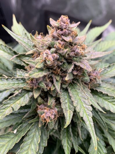 Forgotten Strawberries F3 Auto 3 Feminized Autoflower Seeds