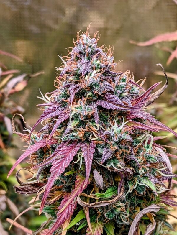 Grizzly Crinkle F3 Auto 3 Feminized Autoflower Seeds