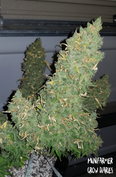 Heisenberg Special F1 Auto 3 Feminized Autoflower Seeds
