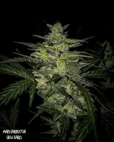 Skylar White F1 Auto 3 Feminized Autoflower Seeds