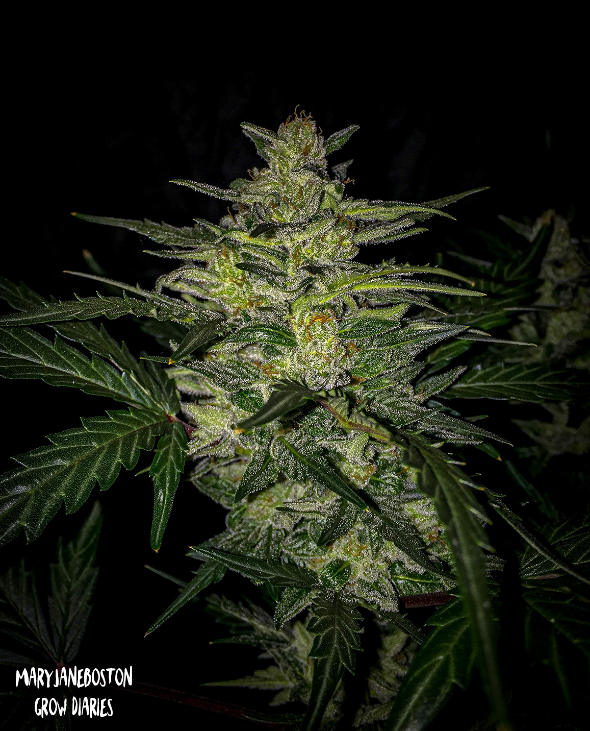 Skylar White F1 Auto 3 Feminized Autoflower Seeds