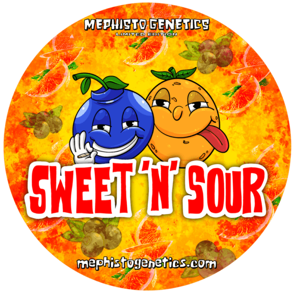 Sweet-N-Sour F3 Auto 3 Feminized Autoflower Seeds - Image 2