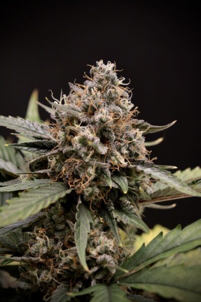 Sweet-N-Sour F3 Auto 3 Feminized Autoflower Seeds