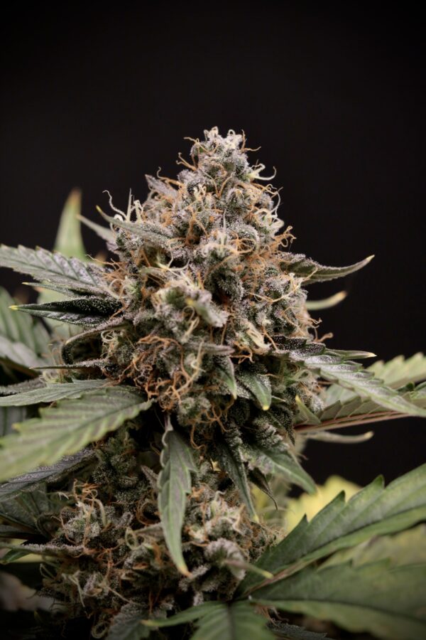 Sweet-N-Sour F3 Auto 3 Feminized Autoflower Seeds