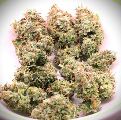 Cheese Blues (Deacon Blues x Campbell County Cheese) 10 Feminized Seeds