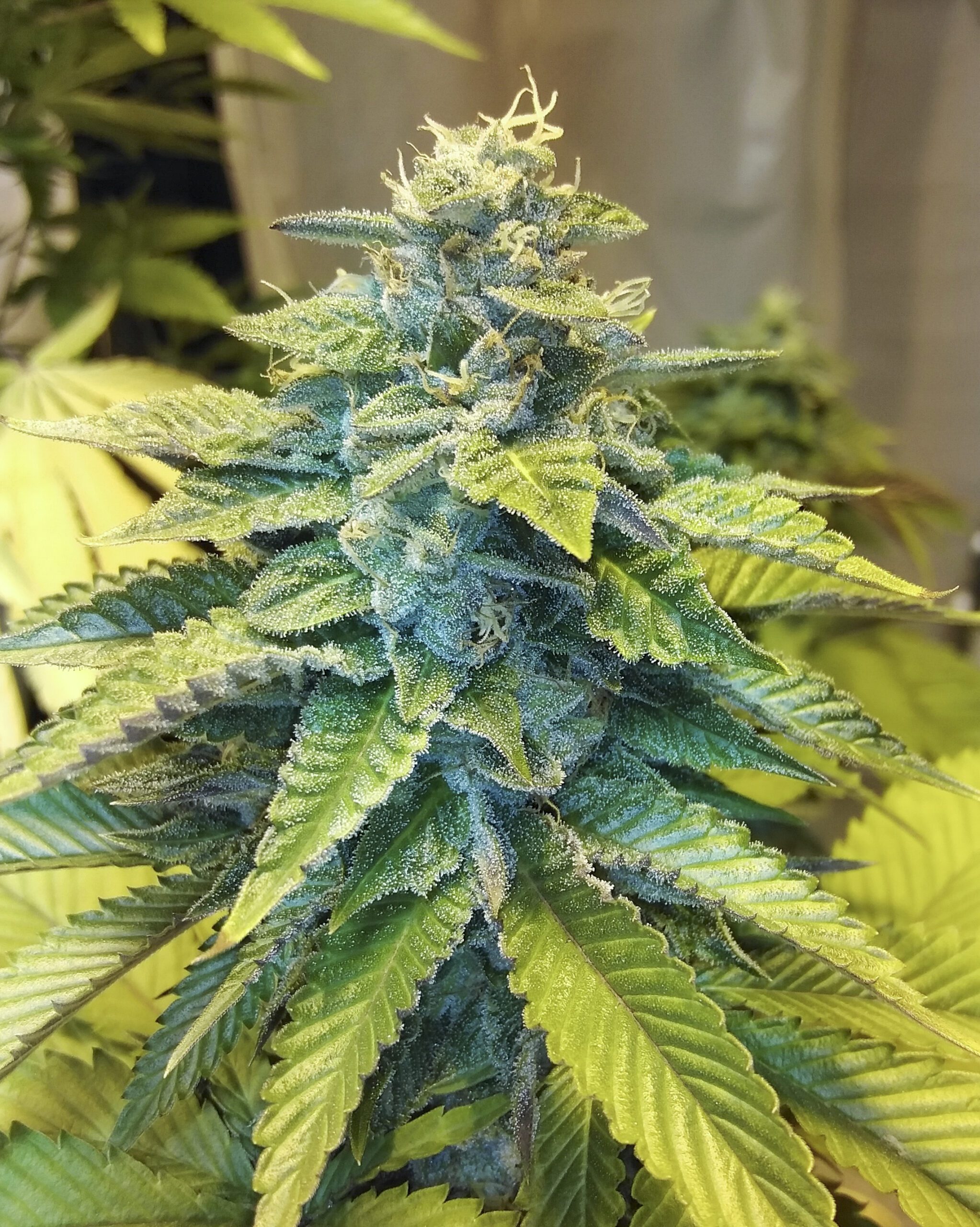 G13/Northern Lights #2 x Northern Lights #5 F1 10 Regular Seeds - Image 2