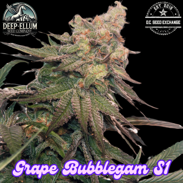 Grape Bubblegum S1 (1998 Bubblegum x 2001 Dallas Grape) 6 Feminized Seeds