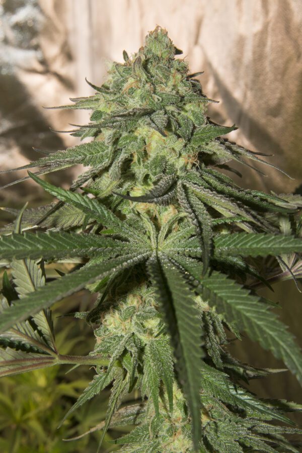 Grape Bubblegum S1 (1998 Bubblegum x 2001 Dallas Grape) 6 Feminized Seeds - Image 3