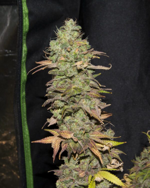 Grape Bubblegum S1 (1998 Bubblegum x 2001 Dallas Grape) 6 Feminized Seeds - Image 2