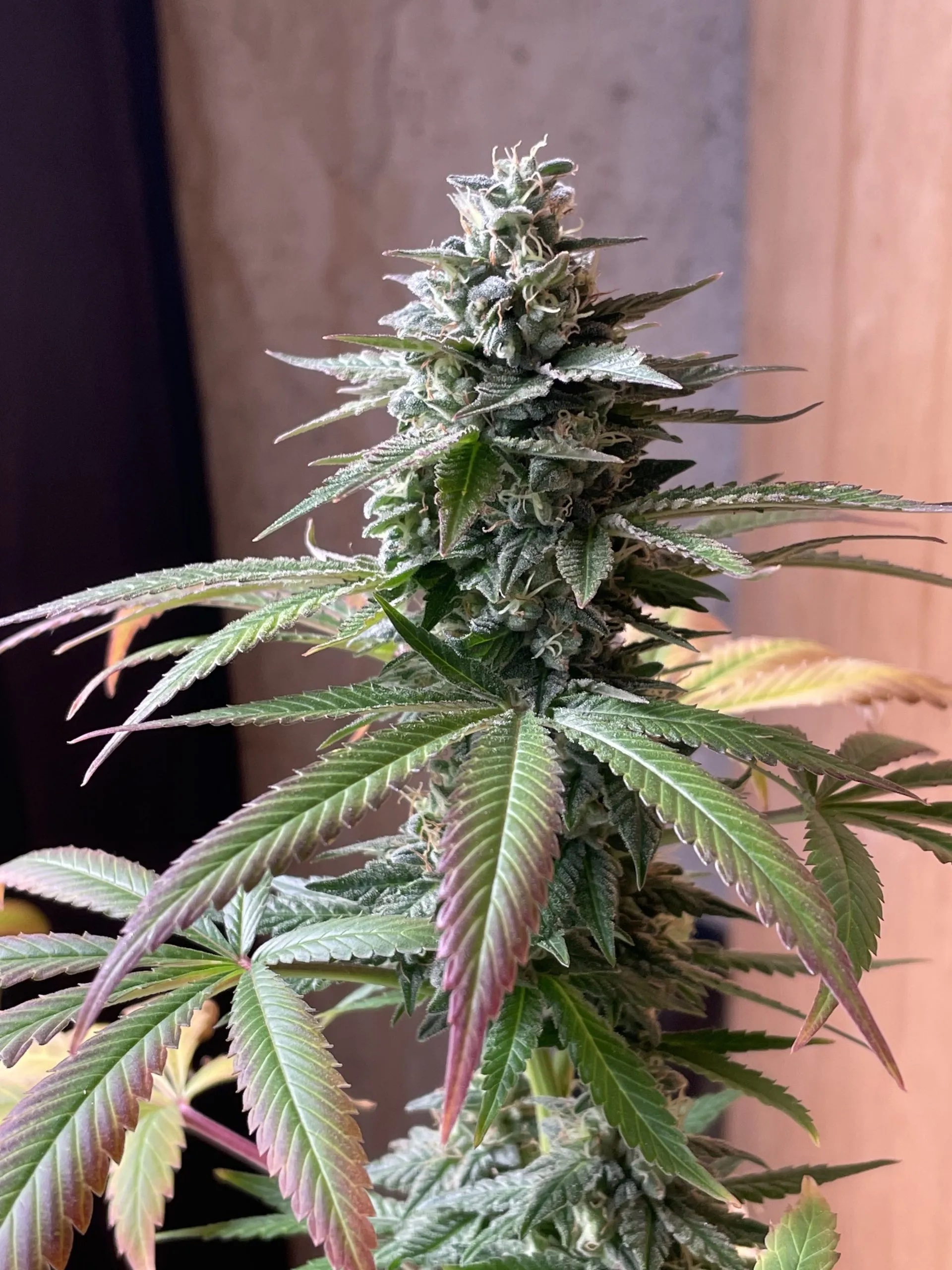 Imperial Fuel F1 (Death Star x Sour Diesel) 10 Regular Seeds - Image 2
