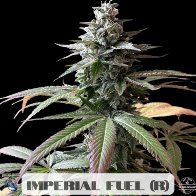 Imperial Fuel F1 (Death Star x Sour Diesel) 10 Regular Seeds
