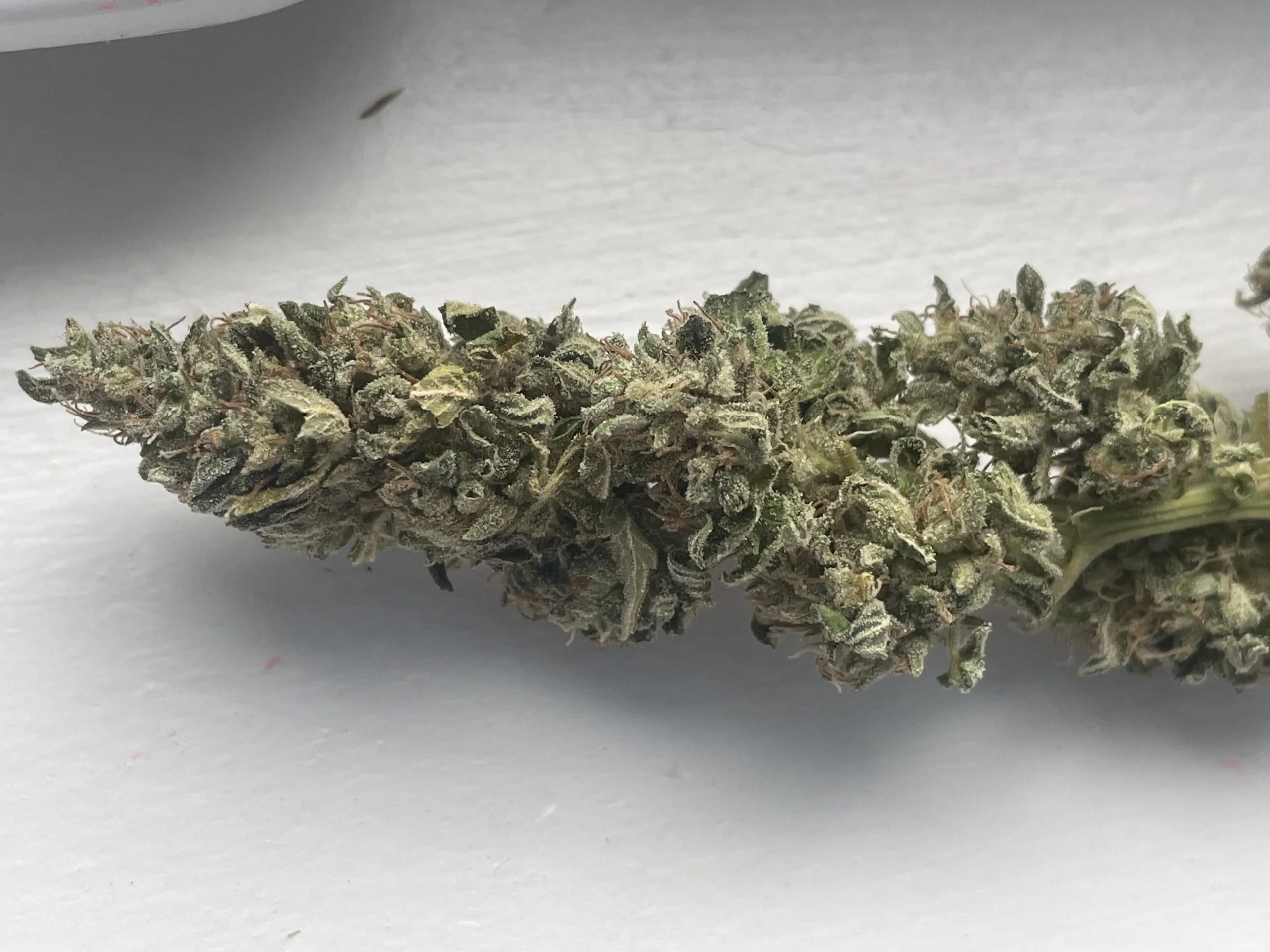 Imperial Fuel F1 (Death Star x Sour Diesel) 10 Regular Seeds - Image 3