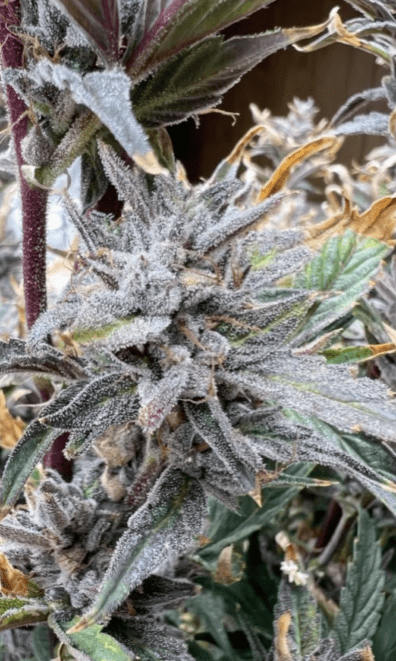 Midnight Madness Auto Frost