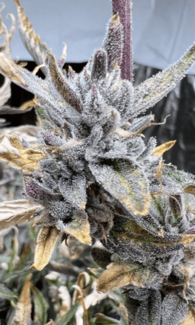 Midnight Madness Auto 20 Regular Autoflower Seeds