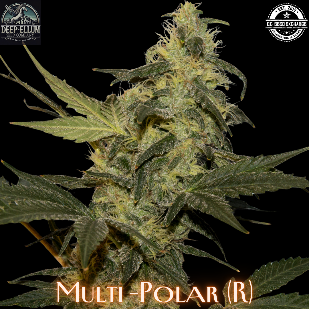 Multi Polar IG