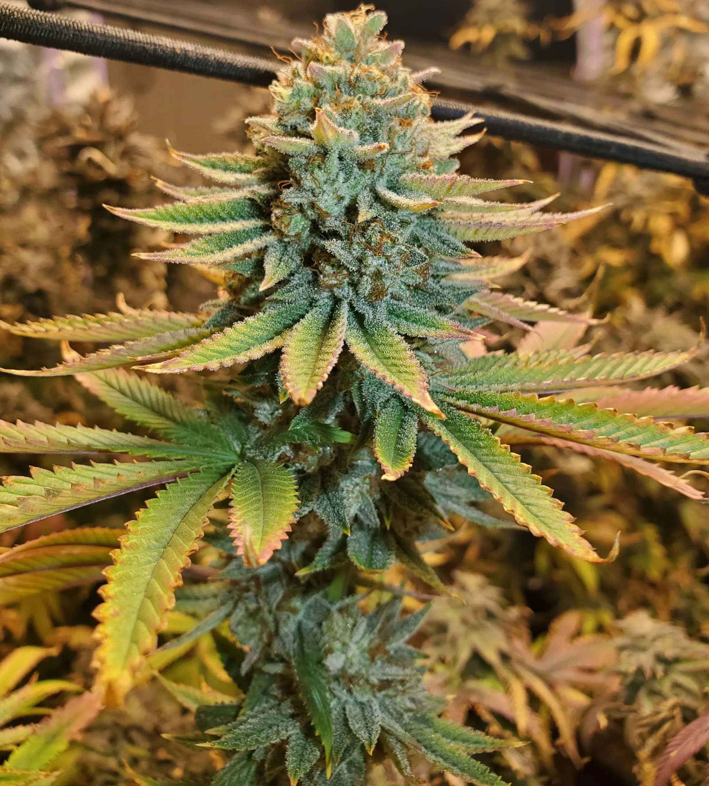 Reacher (Dracarys #5 x Pre98 Bubba Kush) 6 Feminized Seeds - Image 2