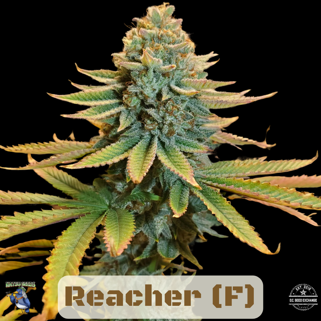 Reacher (Dracarys #5 x Pre98 Bubba Kush) 6 Feminized Seeds