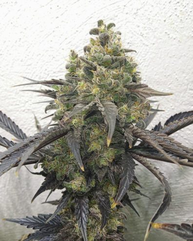 GMO Rootbeer x Northern Lights #2 F1 10 Regular Seeds