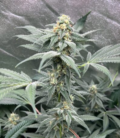 Space Madness F1 (Ohio Death Star x Sensi Star) 10 Regular Seeds