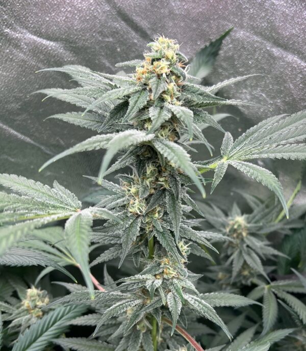 Space Madness F1 (Ohio Death Star x Sensi Star) 10 Regular Seeds