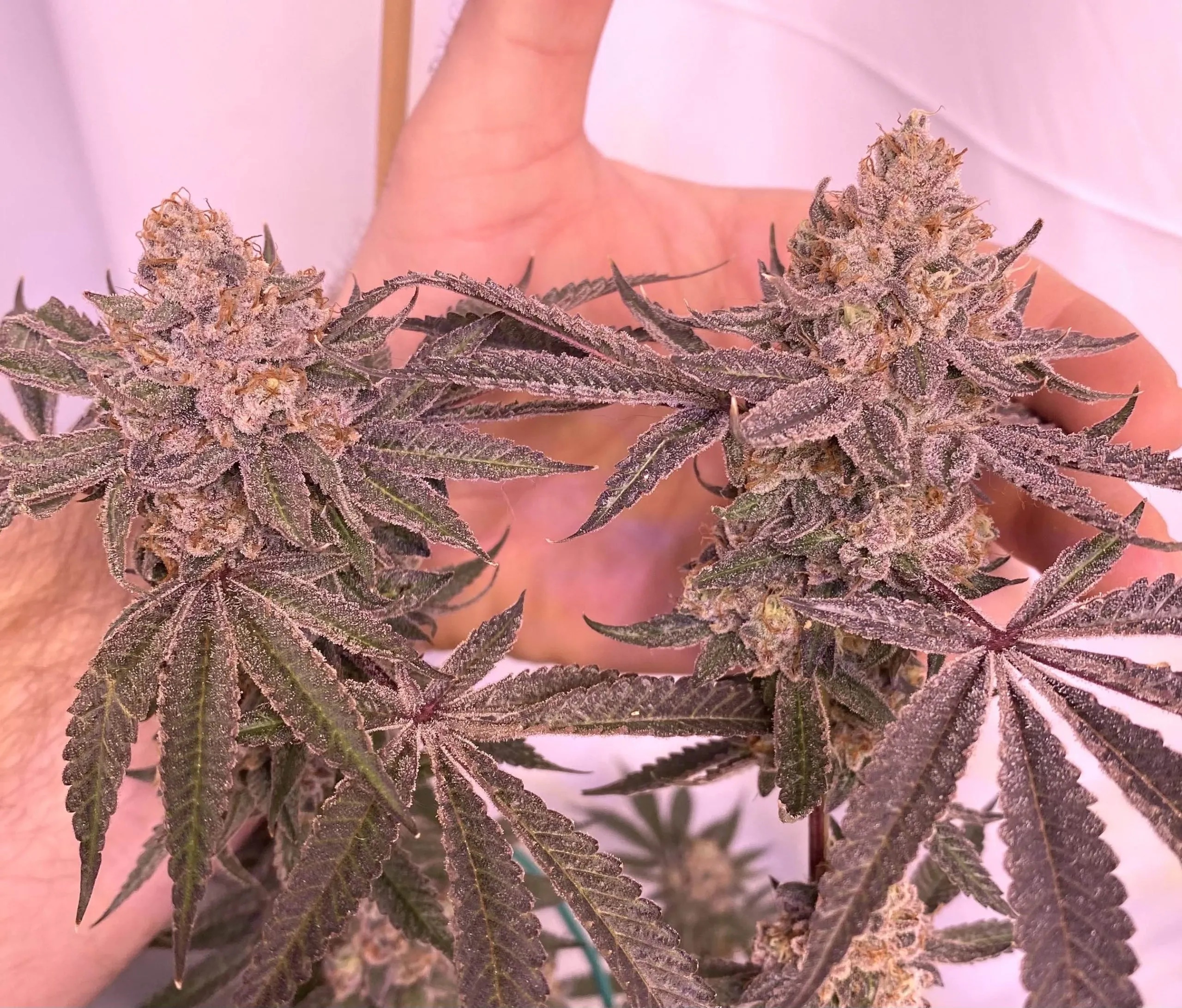 Staten Island Payton S1 (Staten Island Chem x Gary Payton) 6 Feminized Seeds - Image 2